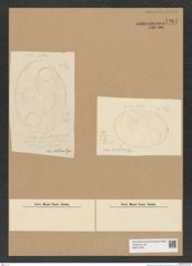 Diatomeae indet. Zeichnungen Sammlung Grunow Nr. 7967 (NHMW-BOT-W0377255)